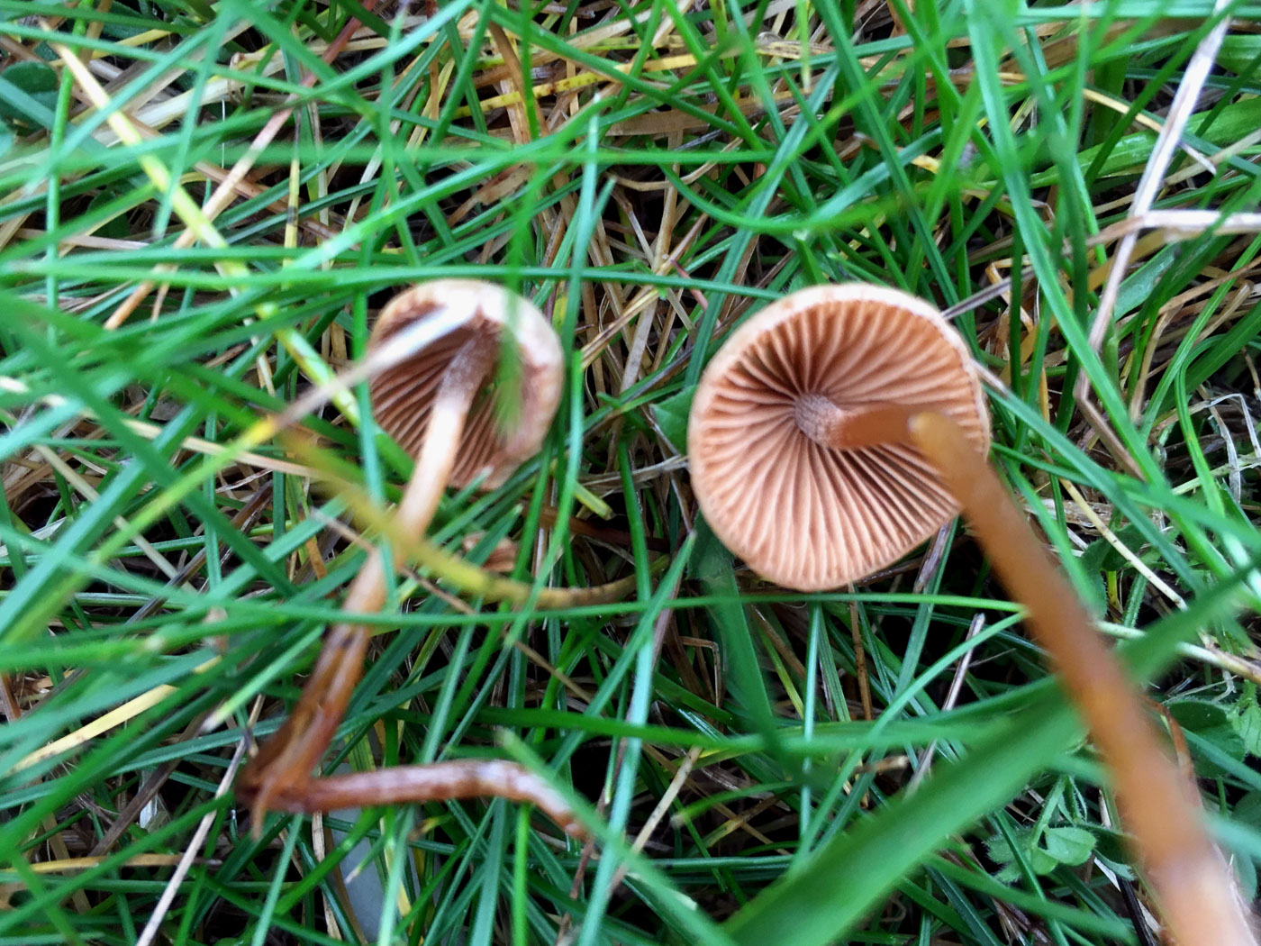 Conocybe subovalis  by Russell Ness